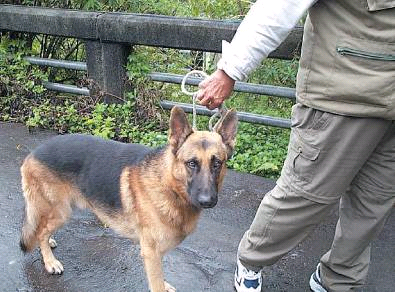picture shows the owner keep his dog leashed when walking it.